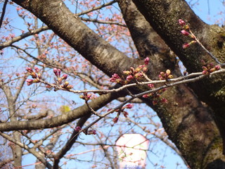 Cherry blossom in Nagahama city, Japan