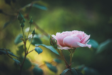 Light pink English rose in a garden