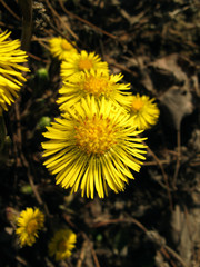 Tussilago farfara