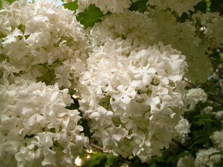Viburnum opulus