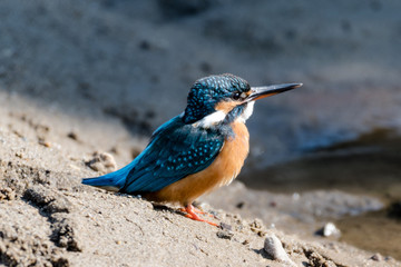 common kingfisher also known as the Eurasian kingfisher, and river kingfisher, is a small kingfisher with seven subspecies recognized within its wide distribution across Eurasia and North Africa.