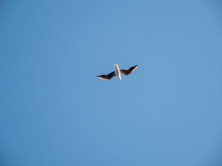 Seagulls at the Gallipoli Peninsula, Northern Turkey