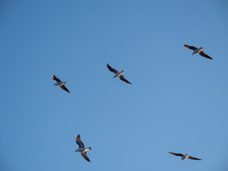 Seagulls at the Gallipoli Peninsula, Northern Turkey