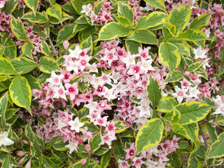 Weigela