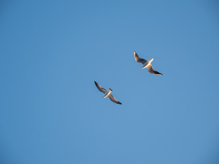 Seagulls at the Gallipoli Peninsula, Northern Turkey