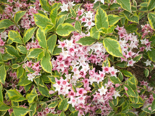 Weigela