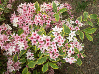 Weigela