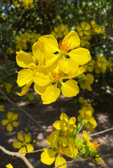Ochna integerrima flowers at spring time