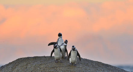 African penguins on the boulder in sunset light sky. African penguin ( Spheniscus demersus) also...