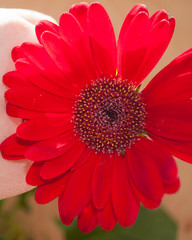 red gerbera flower