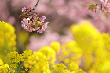 松田山の河津桜