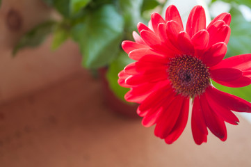give a bright red flower to your loved ones. Gerbera Indoor Flowers