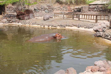 hippo coming out of the water