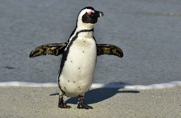Fototapeta premium African penguins walk out of the ocean on the sandy beach. African penguin ( Spheniscus demersus) also known as the jackass penguin and black-footed penguin. Boulders colony. Cape Town. South Africa