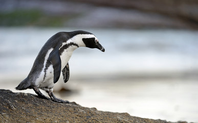 African penguin walk out of the ocean on the stony coast. African penguin ( Spheniscus demersus) also known as the jackass penguin and black-footed penguin. Boulders colony. Cape Town. South Africa