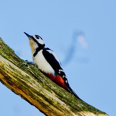 great spotted woodpecker