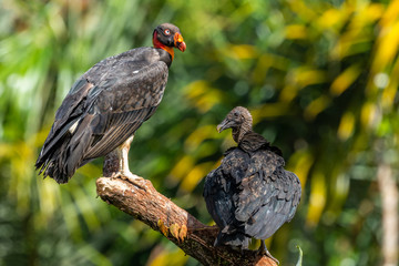 King vulture, Sarcoramphus papa, large bird found in Central and South America. Flying bird, forest...
