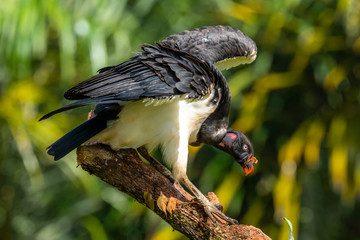 King vulture, Sarcoramphus papa, large bird found in Central and South America. Flying bird, forest in the background. Wildlife scene from tropic nature. Red head bird. Condor with open wing, Panama