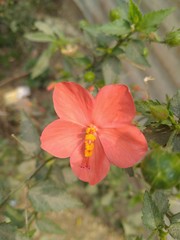red hibiscus flower