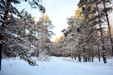 winter landscape with trees and snow