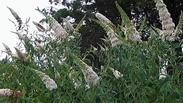 the white flowers look like conus