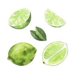 watercolor Limes on white background. hand drawn isolated illustration