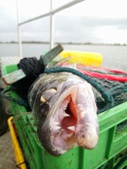 sander lucioperca, pikeperch, zander, in the gillnets