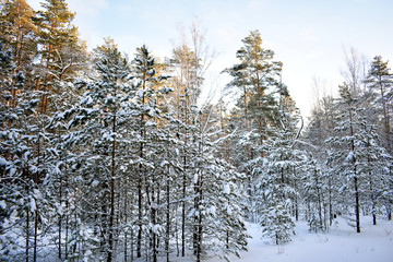 forest in winter