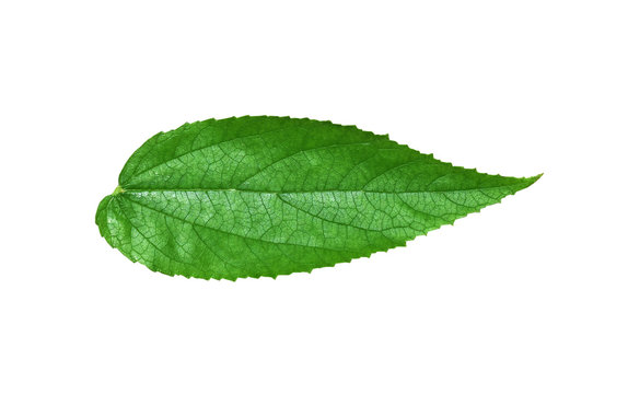 Green leaves with wavy edges on a white background