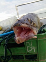 sander lucioperca pikeperch in the gillnets