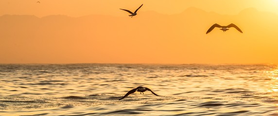 Kelp gull (Larus dominicanus) flying on sunset ocean background. Also known as the Dominican gull and Black Backed Kelp Gull. Sunset sky and water background. False Bay, South Africa