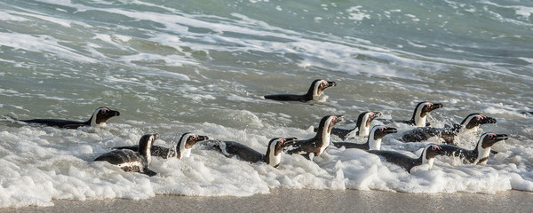 Obraz premium African penguins walk out of the ocean on the sandy beach. African penguin ( Spheniscus demersus) also known as the jackass penguin and black-footed penguin. Boulders colony. Cape Town. South Africa