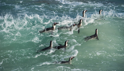 African penguins swim in the blue water of the ocean and foam of the surf.African penguin (Spheniscus demersus) also known as the jackass penguin and black-footed penguin.Boulders colony. South Africa