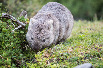 wilder Wombat in Australien (Wilsons Promontory Nationalpark)