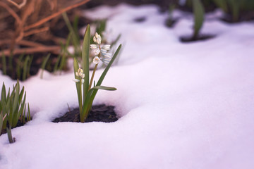 the first spring flowers under the snow scilla
