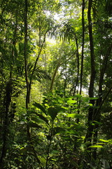 Fototapeta na wymiar inside a tropical forest