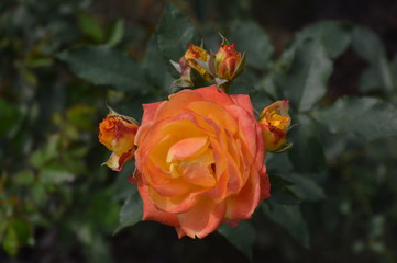 yellow rose in the garden