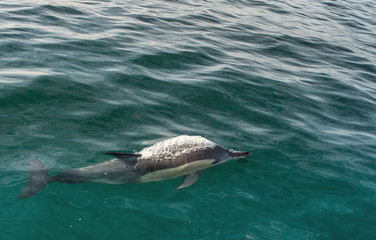 Fototapeta premium swimming dolphin in the ocean and hunting for fish. Dolphin jumping out of the water. The Long-beaked common dolphin (scientific name: Delphinus capensis) swimming in atlantic ocean.