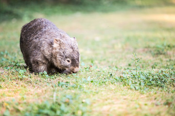 wilder Wombat in Australien