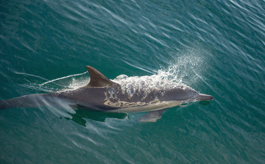 Obraz premium swimming dolphin in the ocean and hunting for fish. Dolphin jumping out of the water. The Long-beaked common dolphin (scientific name: Delphinus capensis) swimming in atlantic ocean.