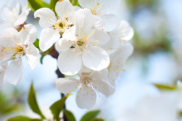 Natural beauty of flowering trees close-up. Spring gentle background of flowering trees. Romantic spring colors and place for text.