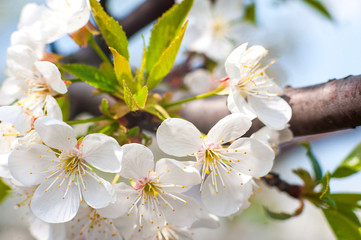 Natural beauty of flowering trees close-up. Spring gentle background of flowering trees. Romantic spring colors and place for text.