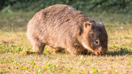 wilder Wombat im Abendlicht (Kangaroo Valley, Australien)