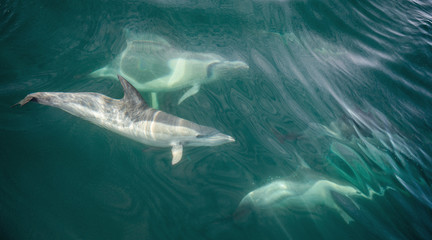 Fototapeta premium Group of dolphins, underwater swimming in the ocean and hunting for fish. The Long-beaked common dolphin ( Delphinus capensis ) swim in atlantic ocean. Blue water background
