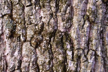 A close view of the bark on the tree.