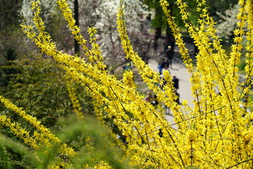 Spring park with blooming forsythia on foreground and walking people on background.