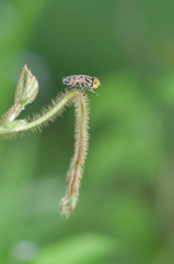 bees perch on the grass