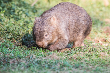 wilder Wombat im Abendlicht (Kangaroo Valley, Australien)