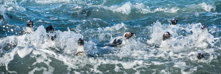 African penguins swim in the blue water of the ocean and foam of the surf.African penguin (Spheniscus demersus) also known as the jackass penguin and black-footed penguin.Boulders colony. South Africa