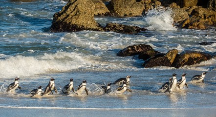 African penguins walk out of the ocean on the sandy beach. African penguin ( Spheniscus demersus) also known as the jackass penguin and black-footed penguin. Boulders colony. Cape Town. South Africa